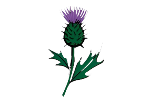 Thistle Design